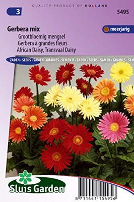 Grootbloemig mengsel bloemzaden - Gerbera Mix