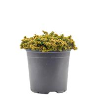 Tijm Betrand Anderson kruidenplant Warentuin Natuurlijk - Warentuin natuurlijk - thumbnail