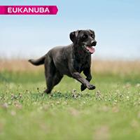 Eukanuba Hondenvoer voor grote honden, rijk aan verse kip - thumbnail