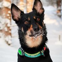 Orbiloc veiligheidslampje Dog Dual, groen - thumbnail