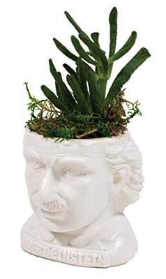 UPG Planter - Albert Einstein
UPG Planter - Albert Einstein