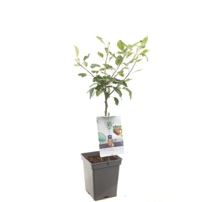 Appelboom (Malus Domestica "Cox's Orange") fruitbomen Appelboom (Malus Domestica "Cox's Orange") fruitbomen