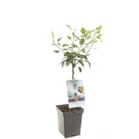 Appelboom (Malus Domestica "Cox's Orange") fruitbomen - thumbnail