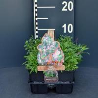 Lijmkruid (silene schafta) bodembedekker - 6-pack - 1 stuks - thumbnail