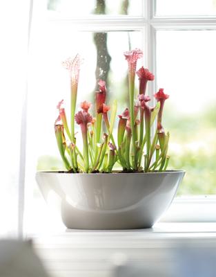 elho brussels diamond oval 46cm Binnen Plantenpot Vrijstaand Polypropyleen (PP) Parel elho brussels diamond oval 46cm Binnen Plantenpot Vrijstaand Polypropyleen (PP) Parel