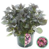 Hydrangea Macrophylla "Black Diamond® Dark Angel Purple"® schermhortensia - 40-50 cm - 1 stuks - thumbnail