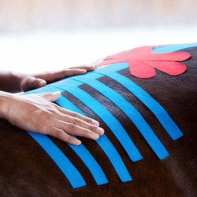 VETKIN Medical Taping Concept Kinesiology Taping voor paarden | Pijnverlichting en revalidatie bij paarden | Uitgebreid boek voor professionals