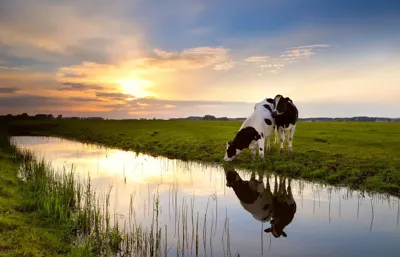 Alexsar Art Tuindoek koe 210x140cm