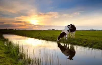 Alexsar Art Tuindoek koe 210x140cm - thumbnail