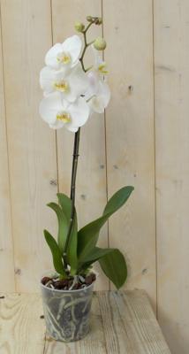 Vlinderorchidee Tak wit 60 cm Phalaenopsis Warentuin Natuurlijk - Warentuin natuurlijk Vlinderorchidee Tak wit 60 cm Phalaenopsis Warentuin Natuurlijk - Warentuin natuurlijk