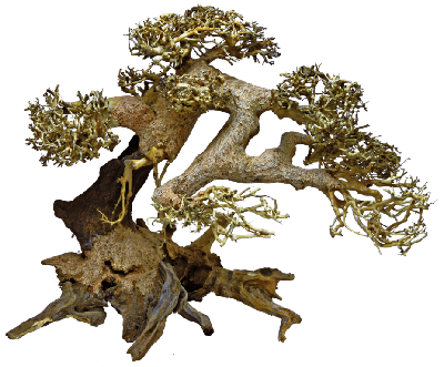 Bonsai Driftwood L aquaria SuperFish - Superfish