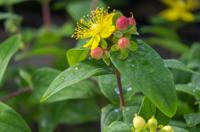 Hertshooi - thumbnail