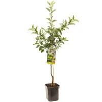 Appelboom Malus domestica Golden Delicious - Gele handappel - thumbnail