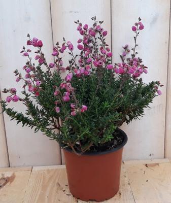 3 stuks! Ierse heide Daboecia Warentuin Natuurlijk - Warentuin natuurlijk