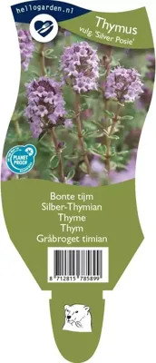 Bonte tijm kruid Thymus vulgare Silver Posie Griffioen - Griffioen Bonte tijm kruid Thymus vulgare Silver Posie Griffioen - Griffioen