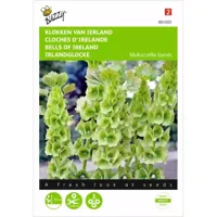 Molucella, Klokken van Ierland - thumbnail