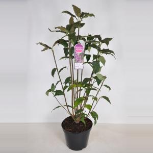 Sering (syringa villosae "Red Wine") - 30-50 cm - 1 stuks