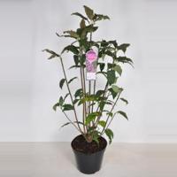 Sering (syringa villosae "Red Wine") - 30-50 cm - 1 stuks - thumbnail