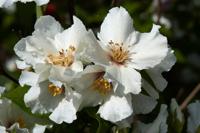 Boerenjasmijn - thumbnail