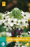 Ornithogalum Saundersiae Bloembol JUB 1 bol - Jub - thumbnail
