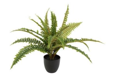 Decostar Nephrolepis Boston plant 60 cm groen