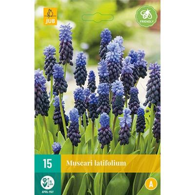 Muscari latifolium bloembollen 15 bollen Druifhyacint JUB - Jub