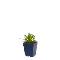 Armeria pseud. Ballerina White vaste plant Griffioen - Griffioen - thumbnail