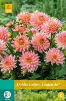 Dahlia gallery Leonardo - thumbnail