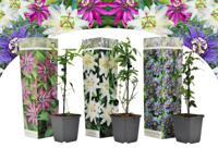 Passiebloemen passiflora | Aanbieding - thumbnail