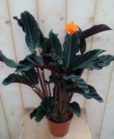 Calathea Crocata - Warentuin natuurlijk - thumbnail