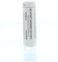 Homeoden Heel Cactus grandiflorus D6 6 Gram - thumbnail