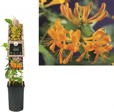 Oranjegele kamperfoelie (Lonicera Tellmanniana) klimplant