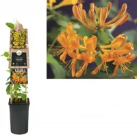 Oranjegele kamperfoelie (Lonicera Tellmanniana) klimplant - thumbnail