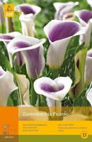 Zantedeschia picasso 1st bloembol zomer Zantedeschia JUB - Jub - thumbnail