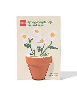 HEMA Groeiplant spiegeleiplantje