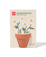 HEMA Groeiplant spiegeleiplantje - thumbnail