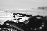 Lensbaby Composer Pro II with Edge 80 Nikon F (FX) - thumbnail