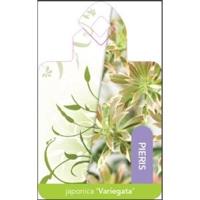 Rotsheide (Pieris Japonica “Variegata”) heester - 15-20 cm (P15) - 18 stuks - thumbnail
