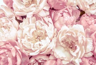 Noordwand Komar Colours Fotobehang Peonies - XXL4-091