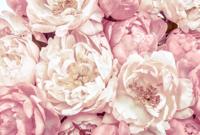Noordwand Komar Colours Fotobehang Peonies - XXL4-091 - thumbnail