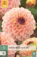 Dahlia Wine eyed jill - thumbnail