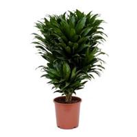 Dracaena compacta M kamerplant - thumbnail