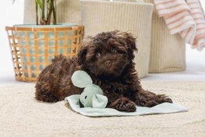 Beeztees Puppy knuffel wuggie groen 31x31cm - thumbnail