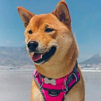 Hondentuigje Red Dingo Gestoffeerd Fuchsia Maat S - thumbnail