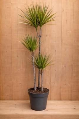 Drakenbloedboom Dracaena Fragrans Bicolor/Creme-Roze H110-130 cm potmaat 23 cm 3 stammen kamerplant Warentuin Natuurlijk - Warentuin natuurlijk