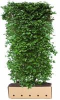 Kant & klaar haag Cornus mas 200 x 100 cm breed Gele kornoelje Quickhedge - Quickhedge - thumbnail