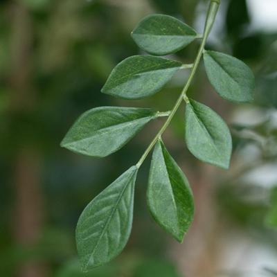 Murraya Kunstboom Deluxe 165cm in pot