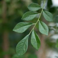 Murraya Kunstboom Deluxe 165cm in pot - thumbnail