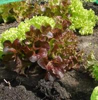 Pluksla zaden Red Salad Bowl - thumbnail