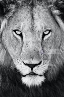 Afbeelding op acrylglas - Leeuw - thumbnail